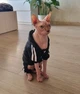Спортивный костюм для котов (кошек) Adidog XS Черный - изображение 7