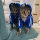 Спортивный костюм для котов (кошек) Adidog S Синий - изображение 3