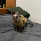 Толстовка для котов (кошек) Тедди 2XL Бежевый - изображение 9