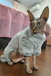 Костюм для котів (кішок) флісовий Пухнастик L Сірий - зображення 7