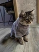 Костюм для котів (кішок) флісовий Пухнастик L Сірий - зображення 9