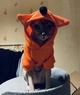 Толстовка для котів (кішок) Лисичка M Помаранчевий - зображення 9