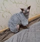 Костюм для котів (кішок) флісовий Пухнастик L Сірий - зображення 11