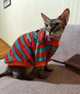 Флисовая кофта для котов (кошек) Полосочка S Красно-зеленый - изображение 7