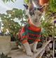 Флисовая кофта для котов (кошек) Полосочка S Красно-зеленый - изображение 10