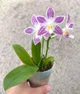 Орхідея (підліток зараз без квітів) TopDreams фаленопсис Phal 4700 Little purple chips дуже ароматний 1.7 (мох) - изображение 1