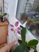 Орхідея (підліток зараз без квітів) TopDreams фаленопсис Phal 4700 Little purple chips дуже ароматний 1.7 (мох) - изображение 5