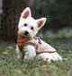 Зимняя куртка для собак V.PET.B.R. Luxury Dog Jacket C519 Brown Paw, S - изображение 8