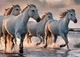 Пазли Interdruk Horses 4 тришарові 1000 деталей (384997) - зображення 3