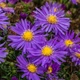 Астра кустарниковая 'Blaue Laguna'. Контейнер 2л - изображение 7