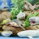 Стретч-игрушка "Макси - Хранители океана" #sbabam 106/CN24 серии "Legend of animals" - изображение 3