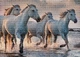 Пазли тришарові Wild Horses4 1000 деталей Interdruk 384997 - зображення 2