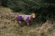 Тепла зимова куртка для собак Glacier jacket 3.0 Non-stop dogwear Фіолетовий 30 - изображение 2