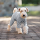 Базовый комбинезон/пижама для собак V.PET.B.R. Dog Jumpsuit CF36 Grey, XS - изображение 3