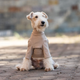 Базовый комбинезон/пижама для собак V.PET.B.R. Dog Jumpsuit CF36 Khaki, XL - изображение 3