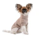 Светр Sam Pet Fashion для собак, розмір M бежевий - изображение 3