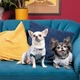 Футболка Pet Fashion Flora для собак бавовна трикотаж білий з квітковим принтом L - изображение 4