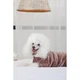 Костюм Pet Fashion Alf для собак бежевий XS2 - зображення 5