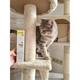 Вітамінна паста для кошенят GimCat Expert Line Kitten 50 г (MLZ7916) - зображення 3