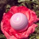 Бальзам для губ EOS Visibly Soft Lip Balm Honey Apple Медовое яблоко (7 г) - изображение 4
