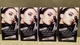 Набір пробників праймера для повік Urban Decay EyeShadow Primer Potion Sample Packets (4 х 0,35 мл) - зображення 1