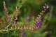 Шавлія дібровна насіння (20 шт) (Salvia nemorosa) гайова молдавська сальвія лісова - зображення 3