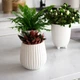 Горщик-кашпо для рослин MBM HOME DH-FLOWERS-28 M WHITE білий - зображення 9