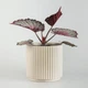 Горшок-кашпо для растений MBM HOME DH-FLOWERS-24 M BEIGE бежевый - изображение 2