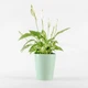 Горшок-кашпо для растений MBM HOME DH-FLOWERS-29 GREEN зеленый - изображение 5