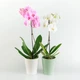 Горщик-кашпо для рослин MBM HOME DH-FLOWERS-29 WHITE білий - зображення 4