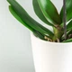 Горщик-кашпо для рослин MBM HOME DH-FLOWERS-29 WHITE білий - зображення 5