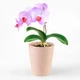 Горшок-кашпо для растений MBM HOME DH-FLOWERS-29 PINK розовый - изображение 1