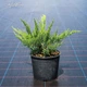 Можжевельник казацкий 'Tamariscifolia'. Контейнер 3 л - изображение 2