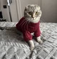 Кофта для котов (кошек) Ажур S Красный - изображение 8
