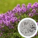Чабрец семена 0,15 гр. (прибл. 600 шт) (Thymus vulgaris) тимьян садовый обыкновенный - изображение 4
