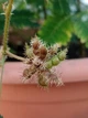 Мимоза стыдливая семена 0,2 гр. (прибл. 50 шт) (Mimosa pudica) розовая комнатная - изображение 2