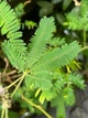 Мимоза стыдливая семена 0,2 гр. (прибл. 50 шт) (Mimosa pudica) розовая комнатная - изображение 3