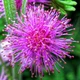 Мимоза стыдливая семена 0,2 гр. (прибл. 50 шт) (Mimosa pudica) розовая комнатная - изображение 7