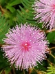 Мимоза стыдливая семена 0,2 гр. (прибл. 50 шт) (Mimosa pudica) розовая комнатная - изображение 10