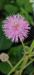 Мимоза стыдливая семена 0,2 гр. (прибл. 50 шт) (Mimosa pudica) розовая комнатная - изображение 12