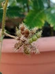 Мимоза стыдливая семена 0,2 гр. (прибл. 50 шт) (Mimosa pudica) розовая комнатная - изображение 15
