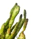 Кактус Опунція Монаканта Варіегата Вветвистая (Opuntia monacantha variegata Branched), высота растения 28 см, контейнер 9*9*10 см (s144s28) - изображение 2