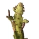 Кактус Опунція Монаканта Варіегата Вветвистая (Opuntia monacantha variegata Branched), высота растения 19 см, контейнер 7*7*9 см (s144s19) - изображение 2