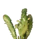 Кактус Опунція Монаканта Варіегата Вветвистая (Opuntia monacantha variegata Branched), высота растения 10 см, контейнер 7*7*9 см (s144s10) - изображение 2
