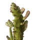 Кактус Опунція Монаканта Варіегата Вветвистая (Opuntia monacantha variegata Branched), высота растения 19 см, контейнер 7*7*9 см (s144s19) - изображение 4
