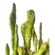Кактус Опунція Монаканта Варіегата Вветвистая (Opuntia monacantha variegata Branched), высота растения 28 см, контейнер 9*9*10 см (s144s28) - изображение 4