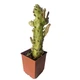 Кактус Опунція Монаканта Варіегата Вветвистая (Opuntia monacantha variegata Branched), высота растения 19 см, контейнер 7*7*9 см (s144s19) - изображение 6