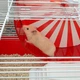 Клітка для хом'яків та гризунів Ferplast Coney Island 50х35х25 см Парк розваг (57003070) - зображення 3