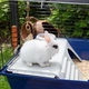 Клетка для кроликов и морских свинок Ferplast Rabbit 120 119х58.5х46 см Синяя с полочкой (57053417) - изображение 8