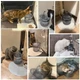 Поилка для домашних животных 2 л Поилка Фонтан для собак и кошек проточная (0101) - изображение 3